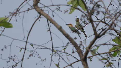 un par de pájaros en el árbol