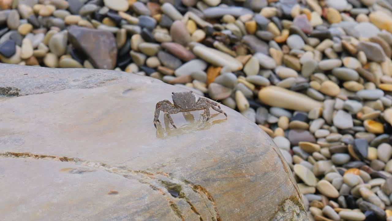 파키그라프스 마모라투스 (pachygrapsus marmoratus) 는 흑해, 지중해 및 대서양 일부에 사는 크라브의 일종으로, 때때로 대리석 크라브 또는 대리석 크라브라고 불립니다.