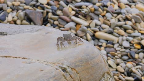 Pachygrapsus-marmoratus-is-a-species-of-crab,-sometimes-called-the-marbled-rock-crab-or-marbled-crab,-which-lives-in-the-Black-Sea,-the-Mediterranean-Sea-and-parts-of-the-Atlantic-Ocean.