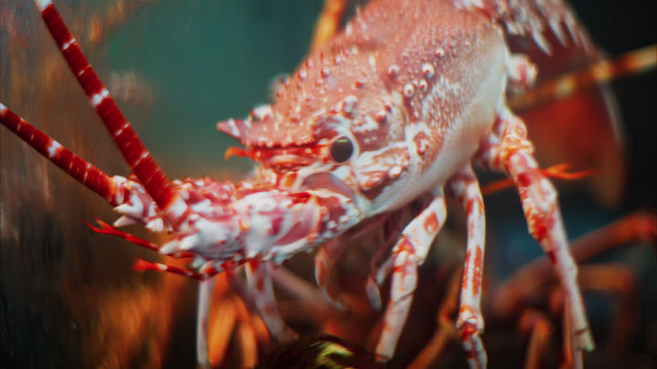 Close up of a red Lobster in an aquarium at a restaurant