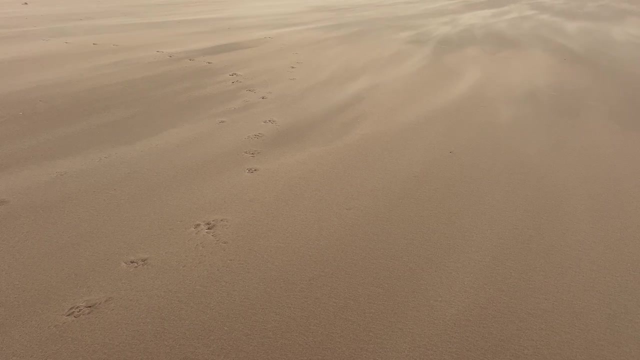 Hundepotespor skaber et snoet spor hen over den glatte, sandede strand i Barbate, Spanien, der fanger et fredfyldt øjeblik af kystro med vind der blæser