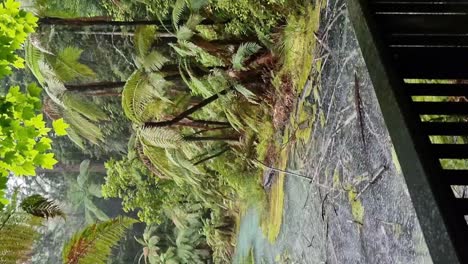 Vertical-of-pond-in-the-Whakarewarewa-Redwood-forest-in-Rotorua-New-Zealand-in-the-rain