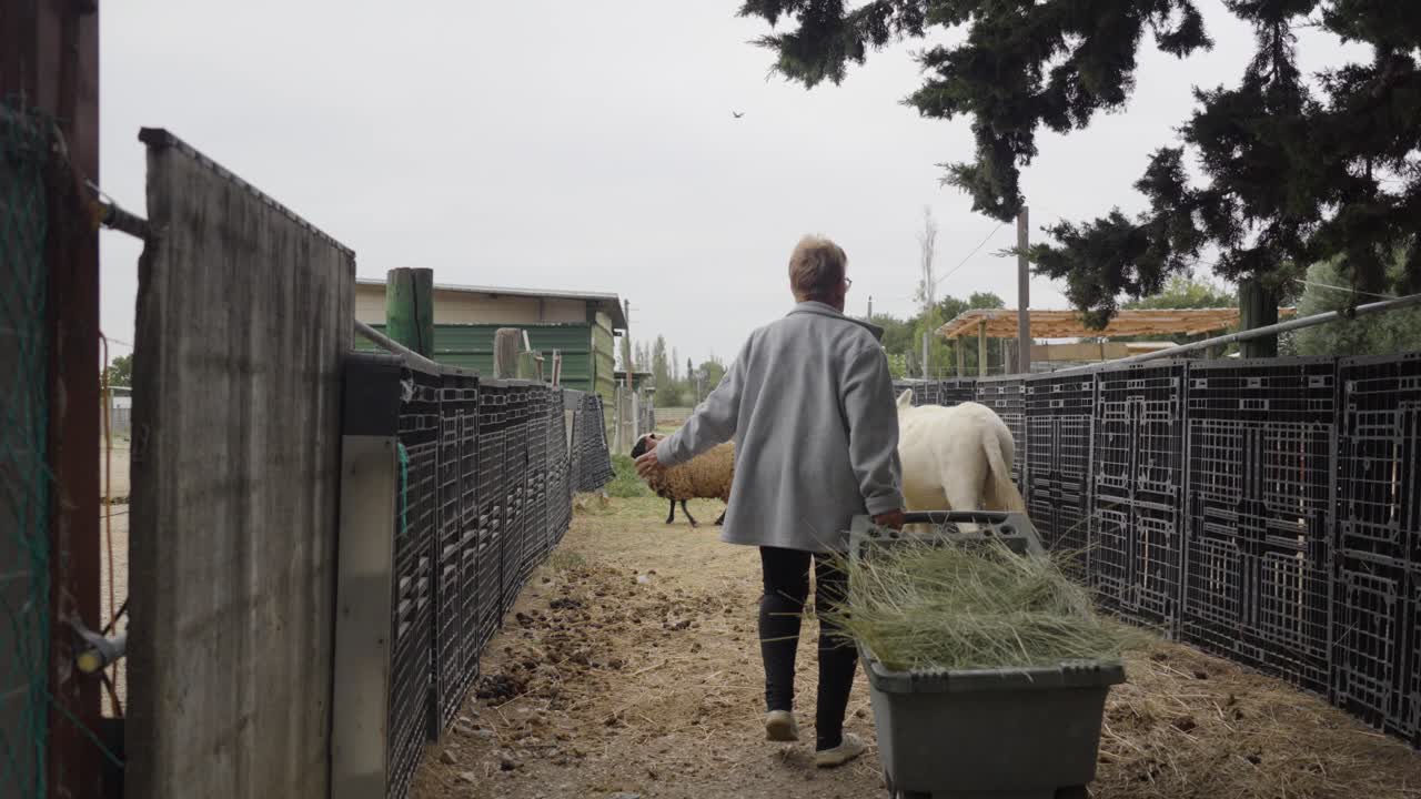 Woman at ranch dragging wheelbarrow full of hay to feed the domestic animals