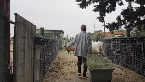 woman at ranch dragging wheelbarrow full of hay to feed the domestic animals