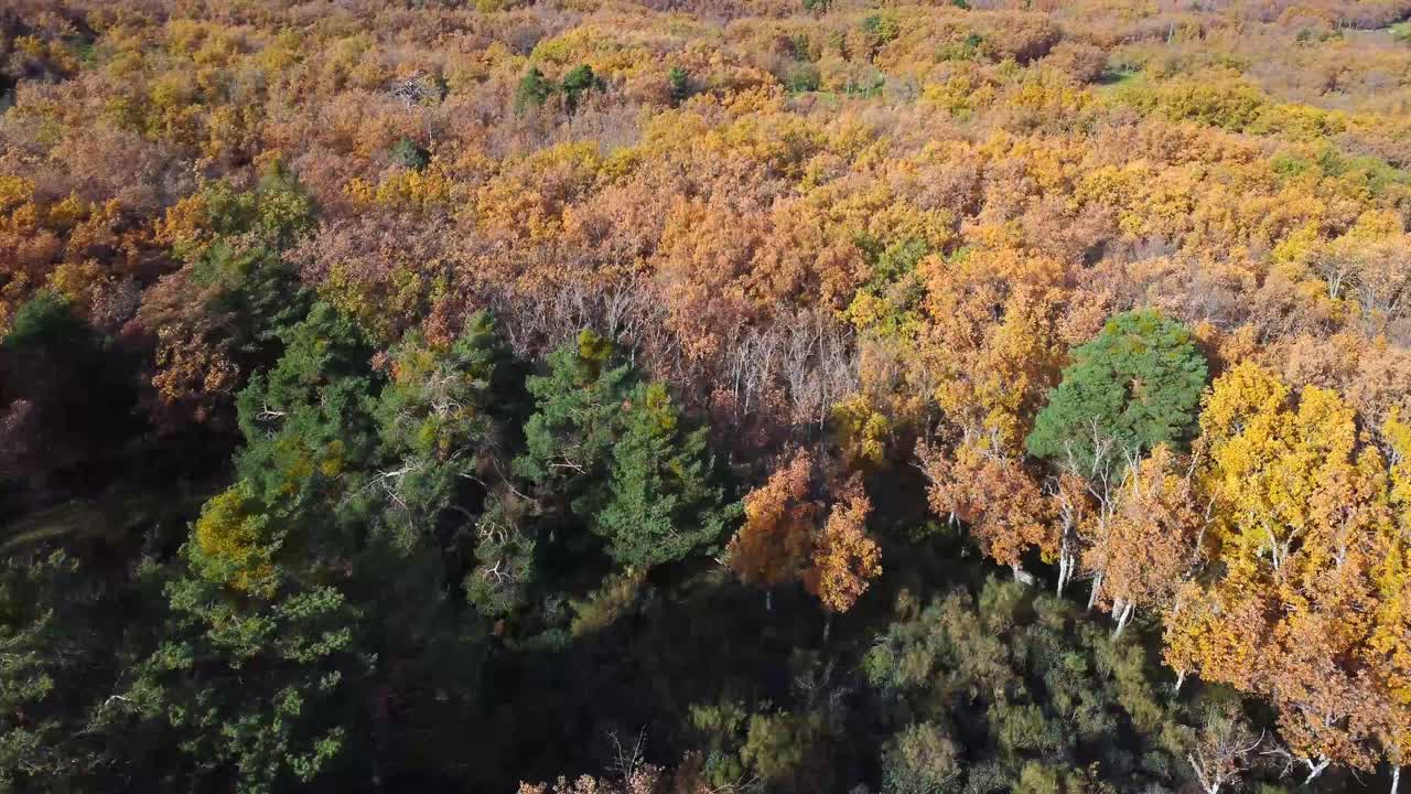 가을 의 숲 에서 자라는 다채로운 나무 들