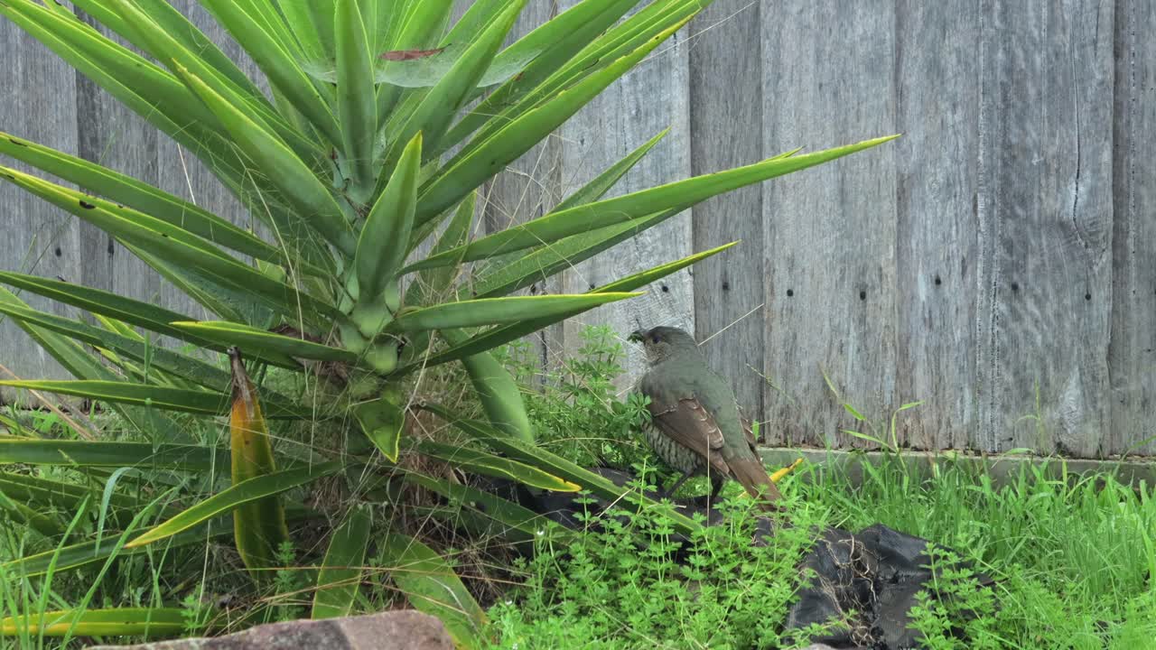 Satin Bowerbird Female Eating Pecking Green Weeds Grass Next To Yucca Plant Daytime Australia, Victoria, Gippsland, Maffra