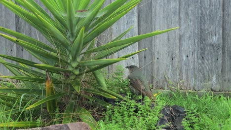 satin bowerbird female eating pecking green weeds grass next to yucca plant daytime australia, victoria, gippsland, maffra