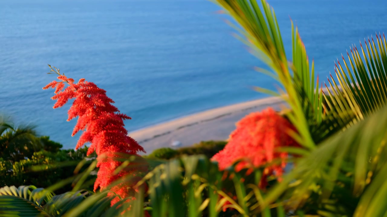 Bright red blossoms and layered palm leaves move lightly against expansive blue water and pale beach below, creating vivid foreground contrast in sunlit seaside view.