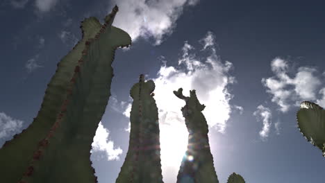 clouds rushing over cactuses