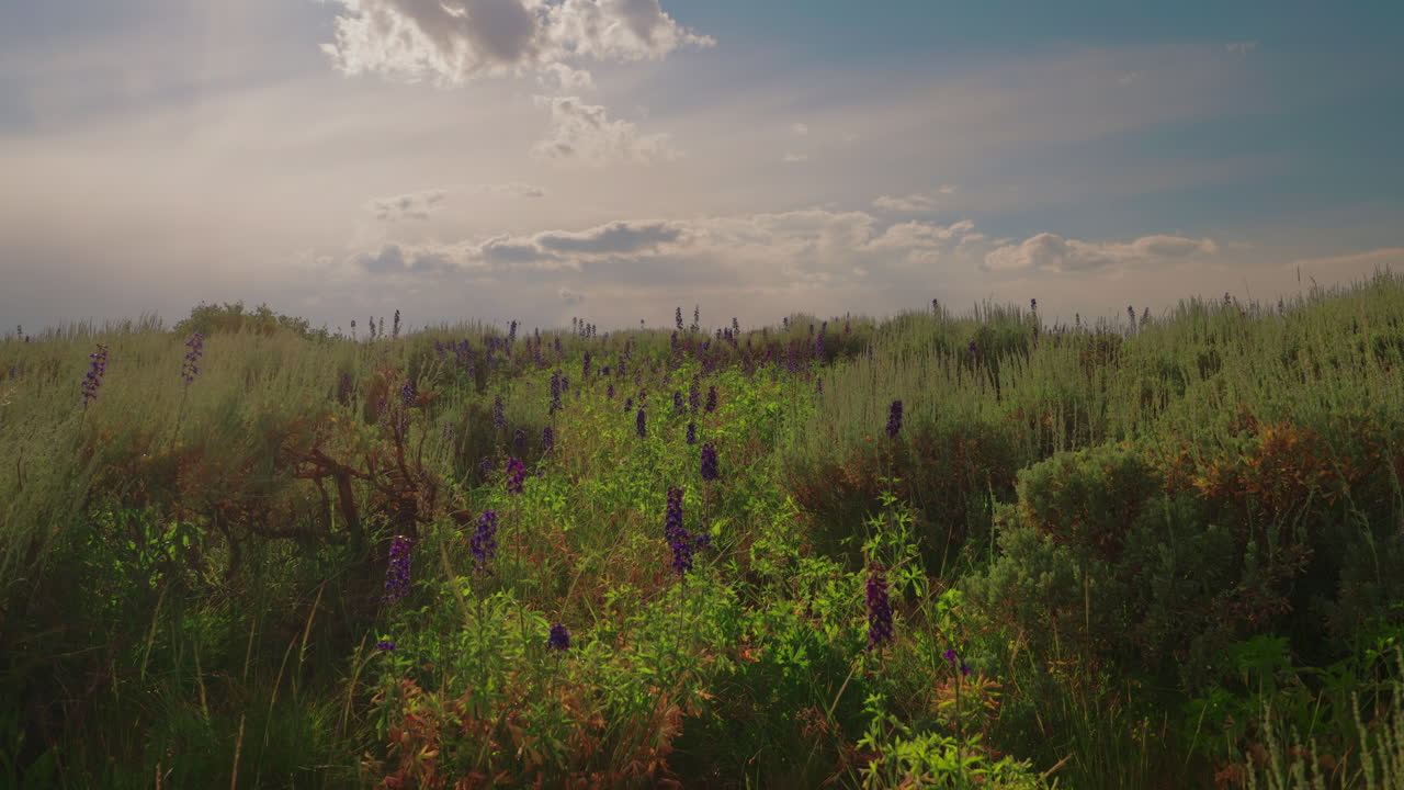 Scenic Scene Of Mountain Wildflowers Swaying In The Breeze. Slow Motion Shot