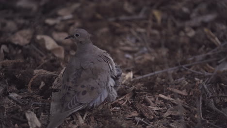 mother mourning dove covers her two scared chicks on the ground