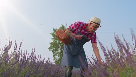 Senior-Landwirt-Arbeiter-Großvater-Mann-In-Bio-Feld-Wachsen,-Sammeln-Lila-Lavendelblüten