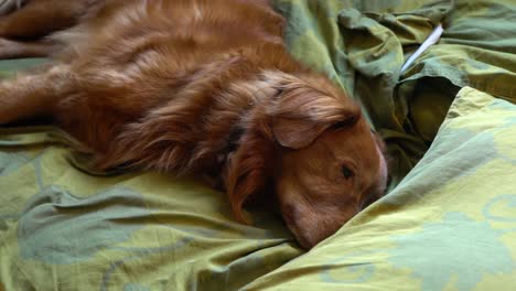 Nova-Scotia-Duck-Tolling-Retriever-Durmiendo-En-Una-Cama