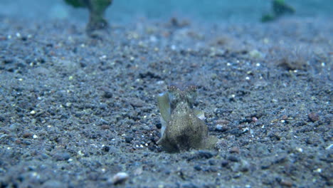 camouflaged octopus relaxing underwater in slow motion