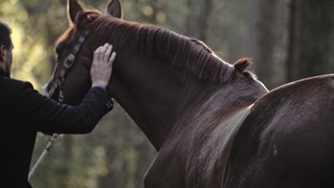 Hombre-Tratando-A-Un-Caballo-Con-Cuidado,-Tocando-Con-La-Mano