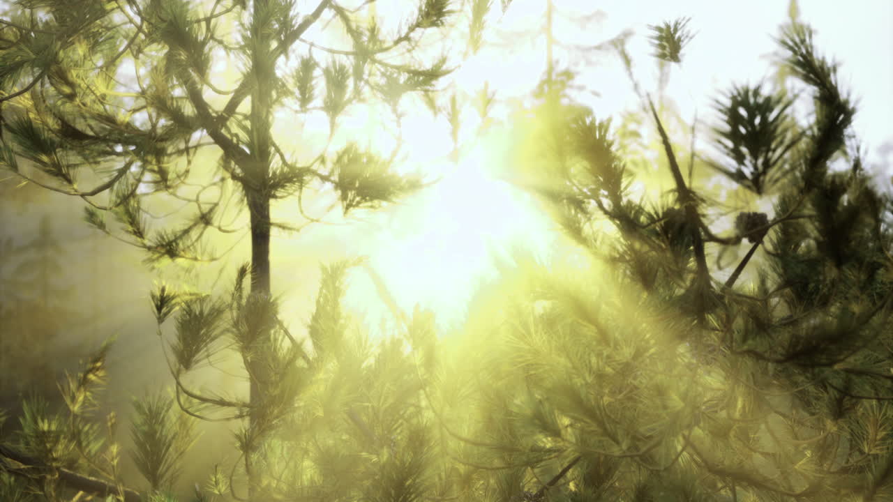 Sunlight filtering through trees in a serene forest during morning hours