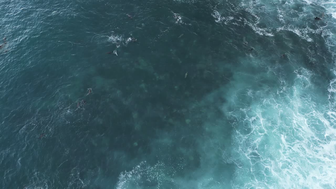 Drone shot pans down to reveal Sea Lions playing in surf during king tide in La Jolla, California