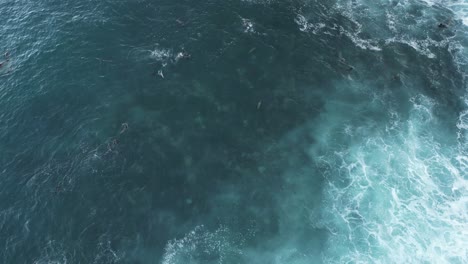 Drone-shot-pans-down-to-reveal-Sea-Lions-playing-in-surf-during-king-tide-in-La-Jolla,-California