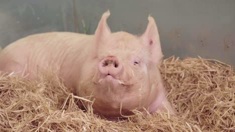 a large white pig sniffing fresh air while lying on a hay during the agricultural show in england, uk - closeup shot