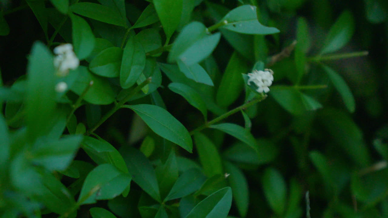 Man trimming green hedge with electric trimmer in sunlight