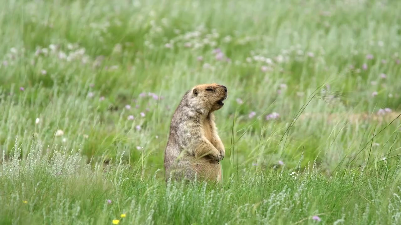 Steppe Marmot Standing Upright in a Grassy Meadow