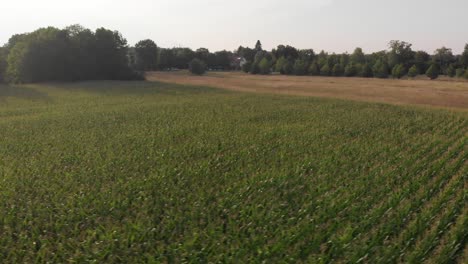 Maisfelder,-Die-An-Einem-Sonnigen-Tag-Mit-Einer-Drohne-Aufgenommen-Wurden