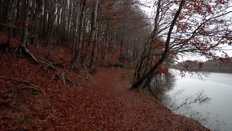 Hermoso-Bosque-De-Hayas-De-Otoño-Bajo-La-Lluvia-En-Las-Montañas-Catalanas-6