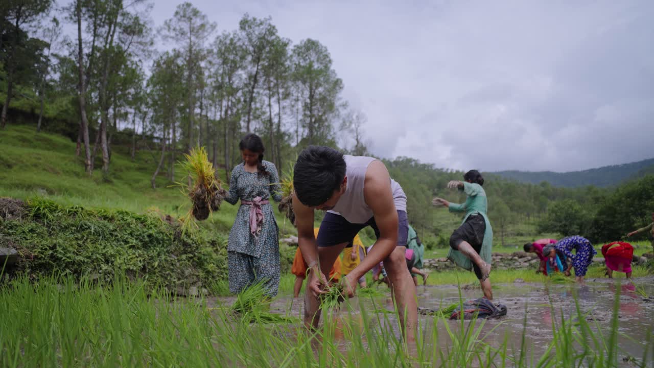 Indian farmers bending over in waterlogged paddy field, planting young rice plants in wet soil, 4k video