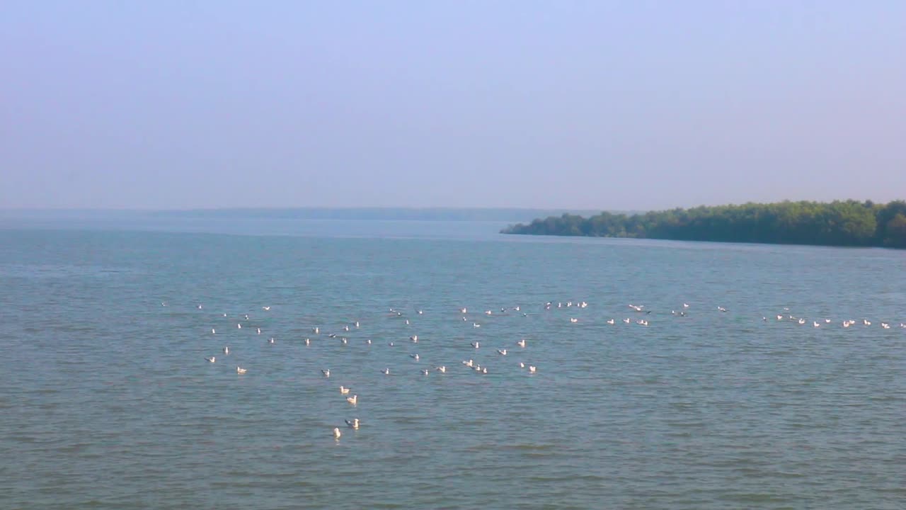 Seagull Flying And Swimming in the Sea in Saint Martin Time Lapse
