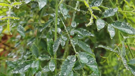 green wet leaves after rain with drops of water all over them in garden