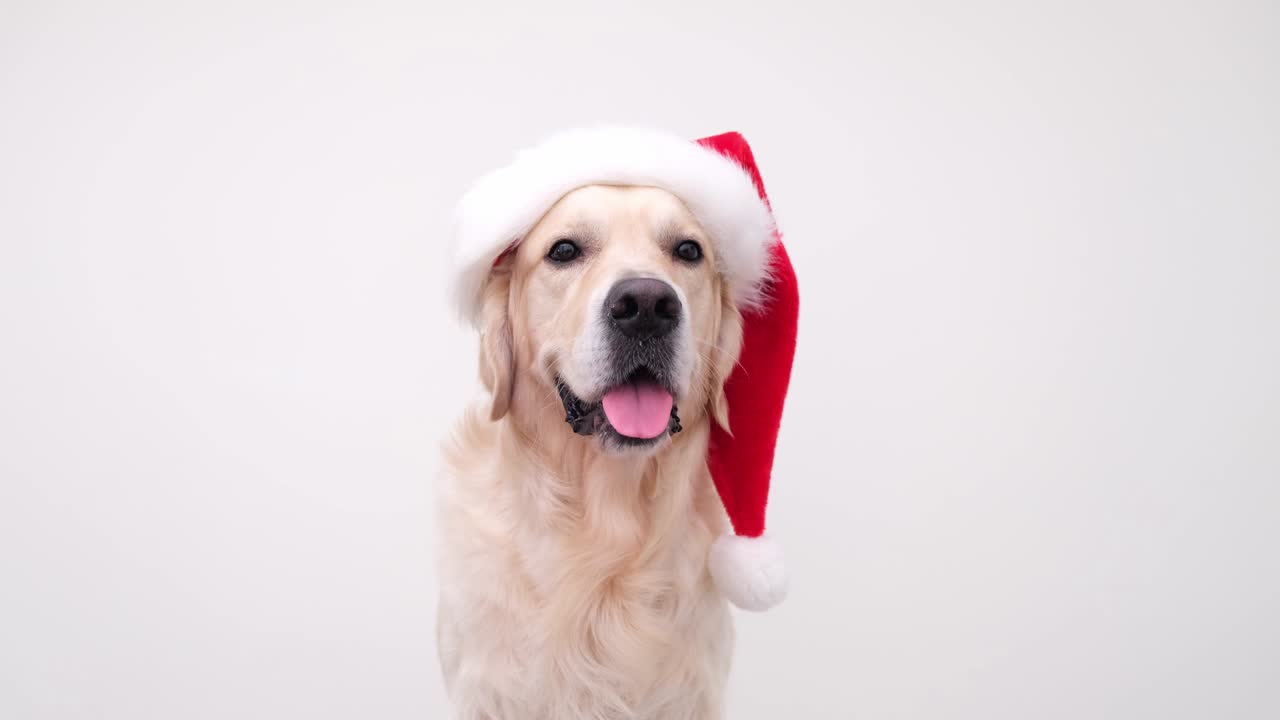 산타클로스 모자 에 있는 골든 리트리버 는 색 배경 에 앉아 있다.