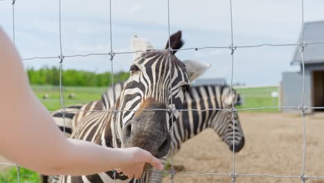 woman feeding chapman's zebras through wire fence in an animal park enclosure