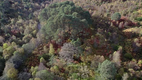 A-drone-slowly-tilts-down-and-descends-towards-a-birch-forest-in-autumn,-an-isolated-fragment-of-ancient-Caledonian-Scots-pine-forest-and-a-river