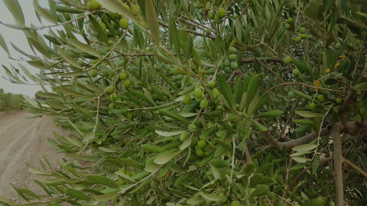 Shrubby olive tree with many underripe green olives