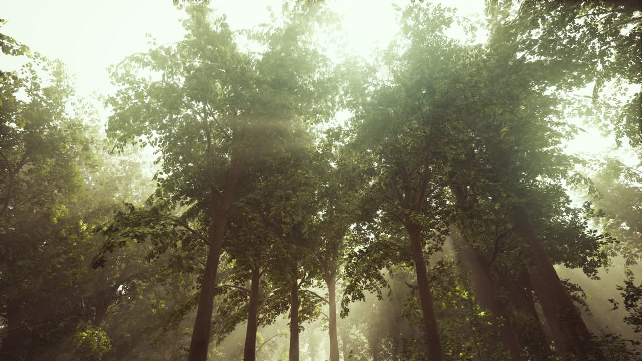 rayos de sol que fluyen a través de un bosque de niebla