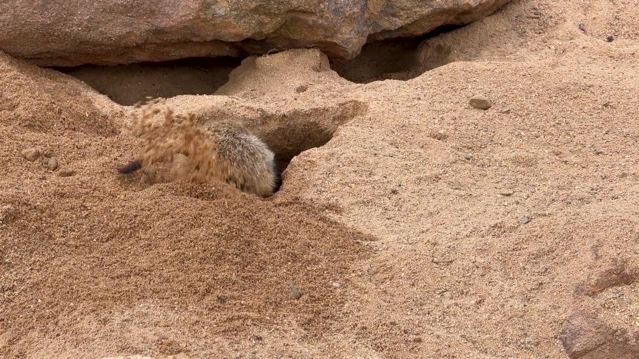 A meerkat vigorously digs into sandy ground near rocks in Dubbo, New South Wales, Australia.