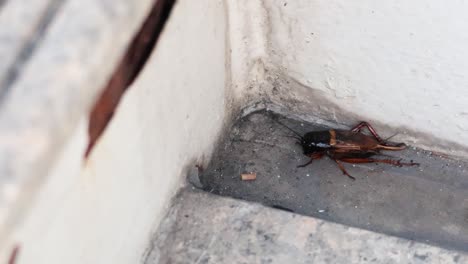 cricket moving on a concrete staircase