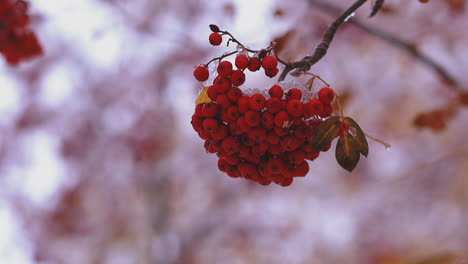 ashberries on sorb tree thin branch covered with white ice