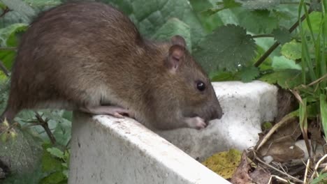 an adult brown rat, rattus norvegicus, feeding on seeds dropped from a bird feeder