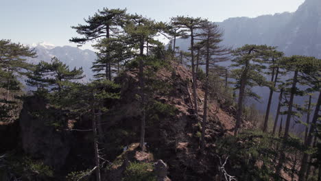 Vista-Aérea-De-La-Línea-De-árboles-En-La-Cima-De-Una-Montaña