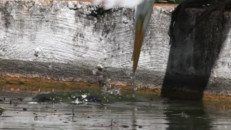 some pieces of bread float above the water, a smart egret catches it and let some pieces fall in the water