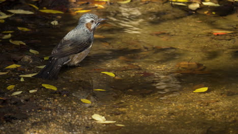 Bulbul-Asiático-De-Orejas-Marrones-O-Bulbul-De-Orejas-Castañas-Salta-Al-Agua-Y-Salpica-Alas-De-Agua,-Pájaro-Bañándose-En-Charco-En-Cámara-Lenta