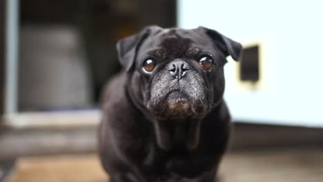 old black pug looking curiously at the camera