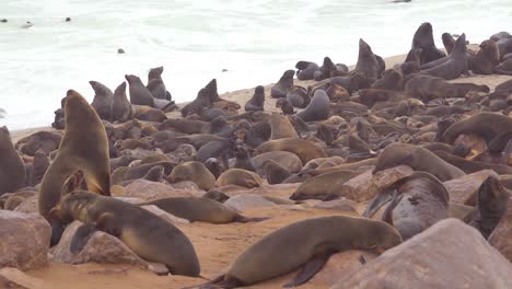 大西洋海豹和海豹幼崽在纳米比亚海豹保护区 (cape cross seal reserve) 的海滩上聚集