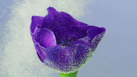 purple anemones with bubbles