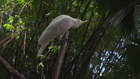 Cockatoo-parrot,-standing-on-a-wooden-tree-branch-and-slowly-crawling-over-it