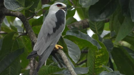 black-winged kite uhd mp4 4k video