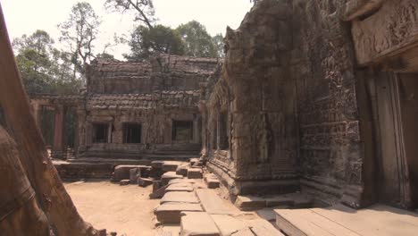 walking past the trunks of giant strangling trees in front of a temple in angkor wat, cambodia