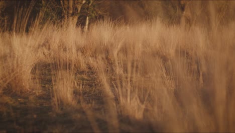 A-closeup-of-rushes-gently-waving-in-the-wind