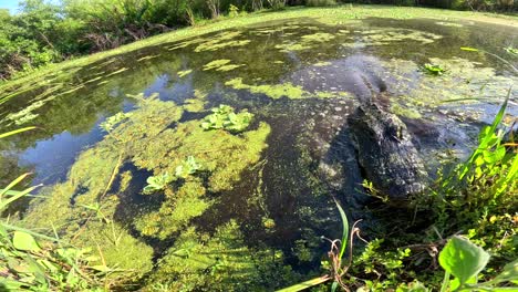 alligator-tries-to-bite-camera-closeup-super-slomo